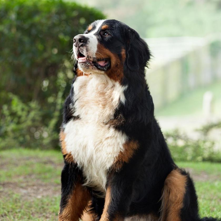 My Dog Won’t Pee on the Pad Anymore What to Do Now to Fix It Potty