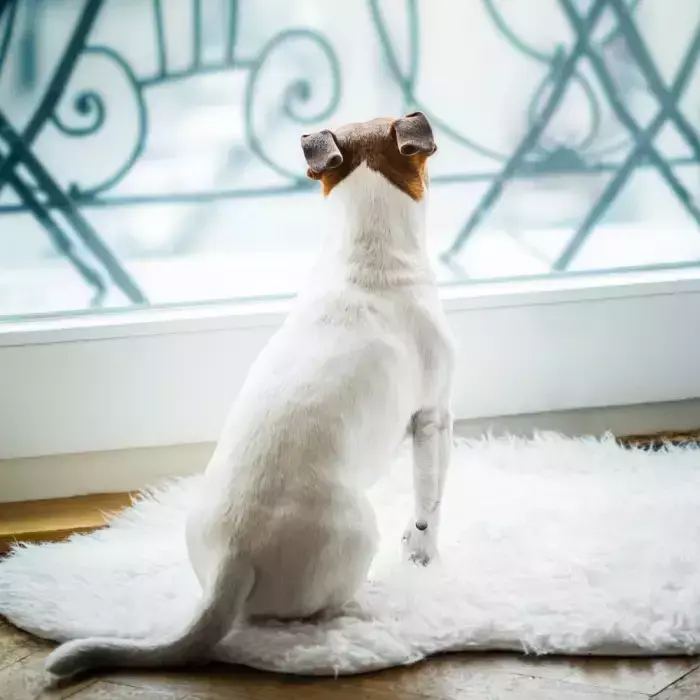 Can Dogs Eat Cottage Cheese?