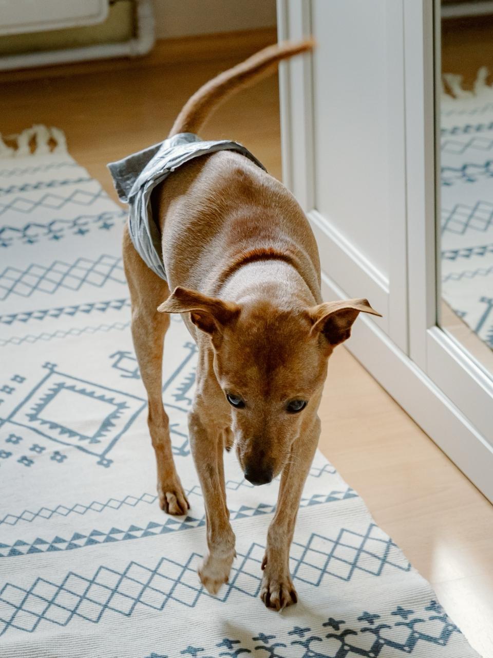 A happy senior dog in a gray diaper walks on a rug in the bedroom.