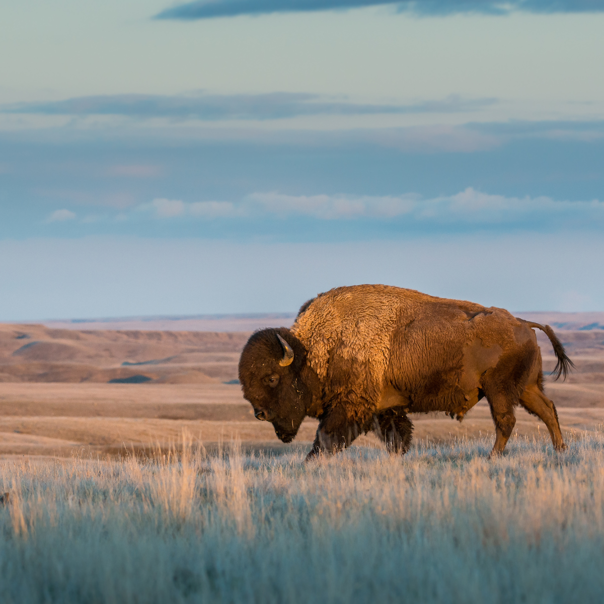 Bison