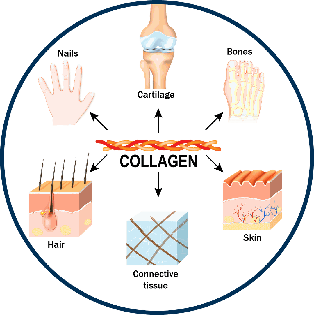 Collagen is the main protein found in skin and hair.