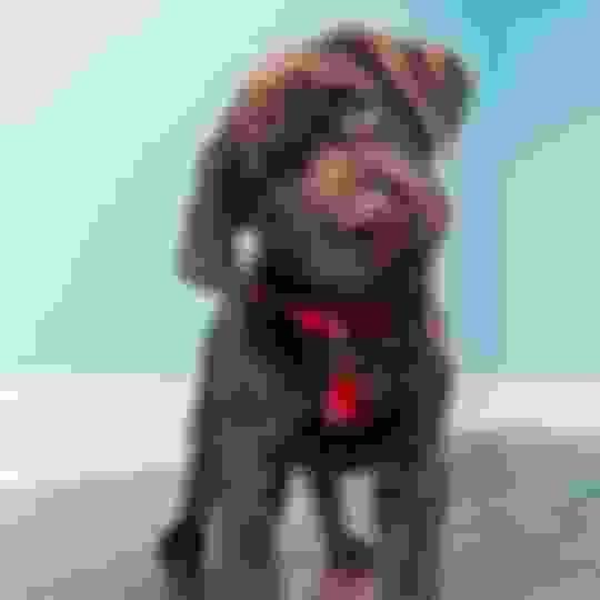 My Dog Pees Next to the Pee Pad Instead of On the Pad! What To Do