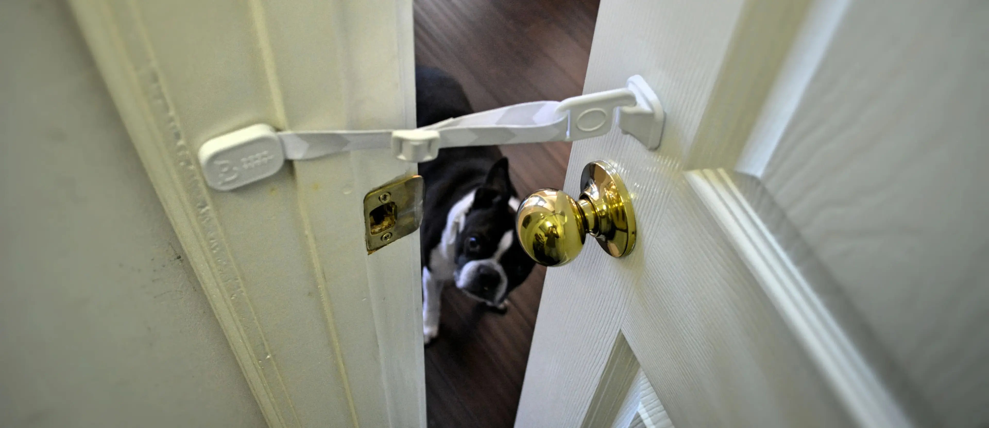Dog peeking through a door held open by a Door Buddy Door Strap.