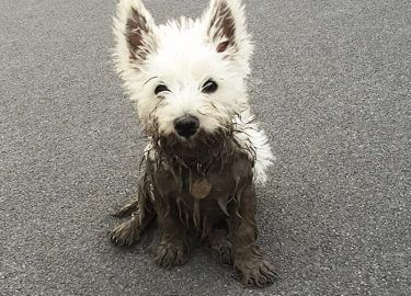 Dogs + Mud=Happiness