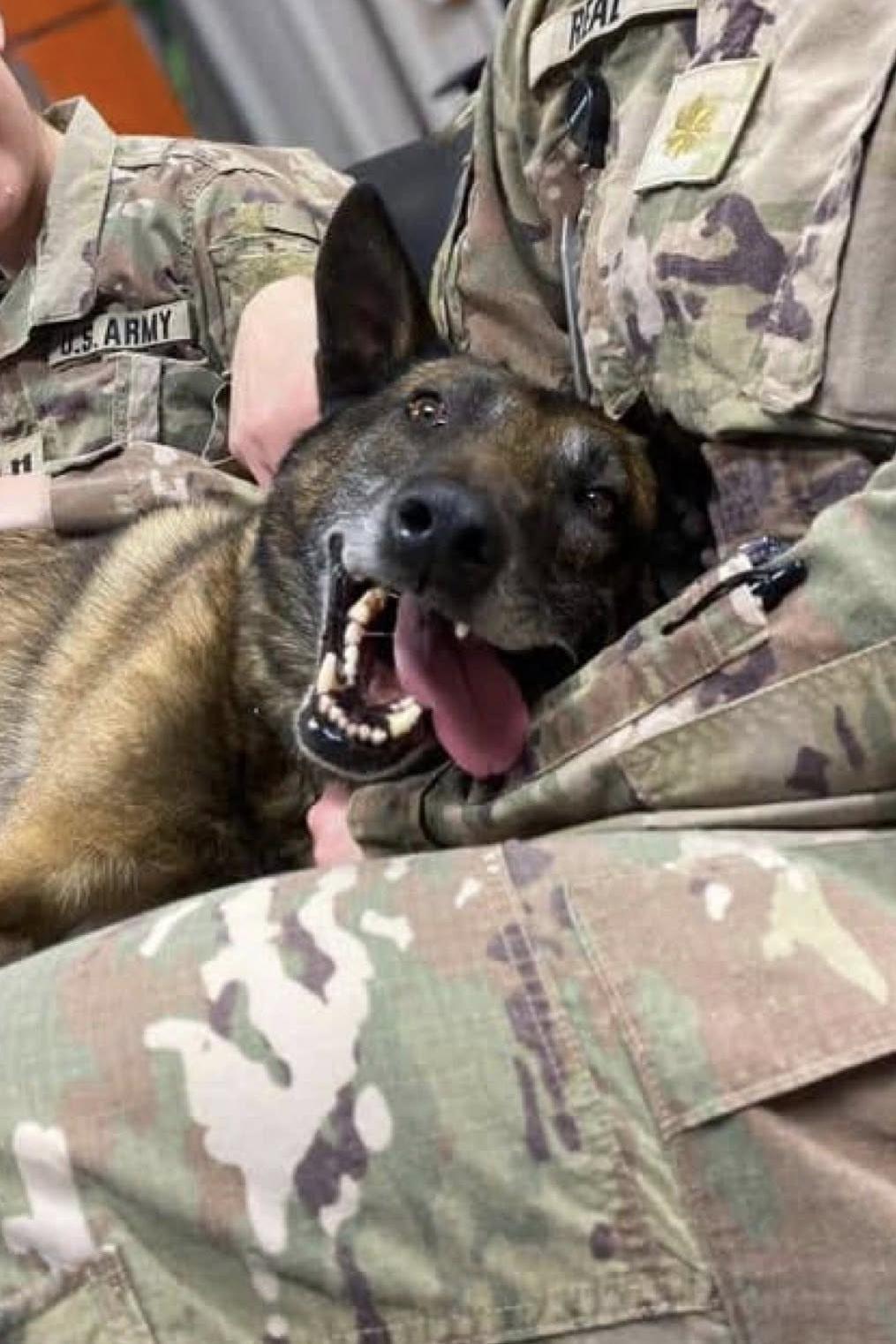 MWD dodo