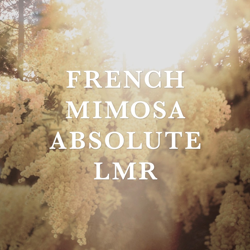 French Mimosa Absolute LMR