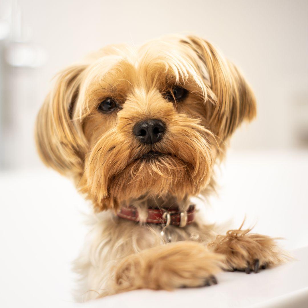 Terrier in bath tub