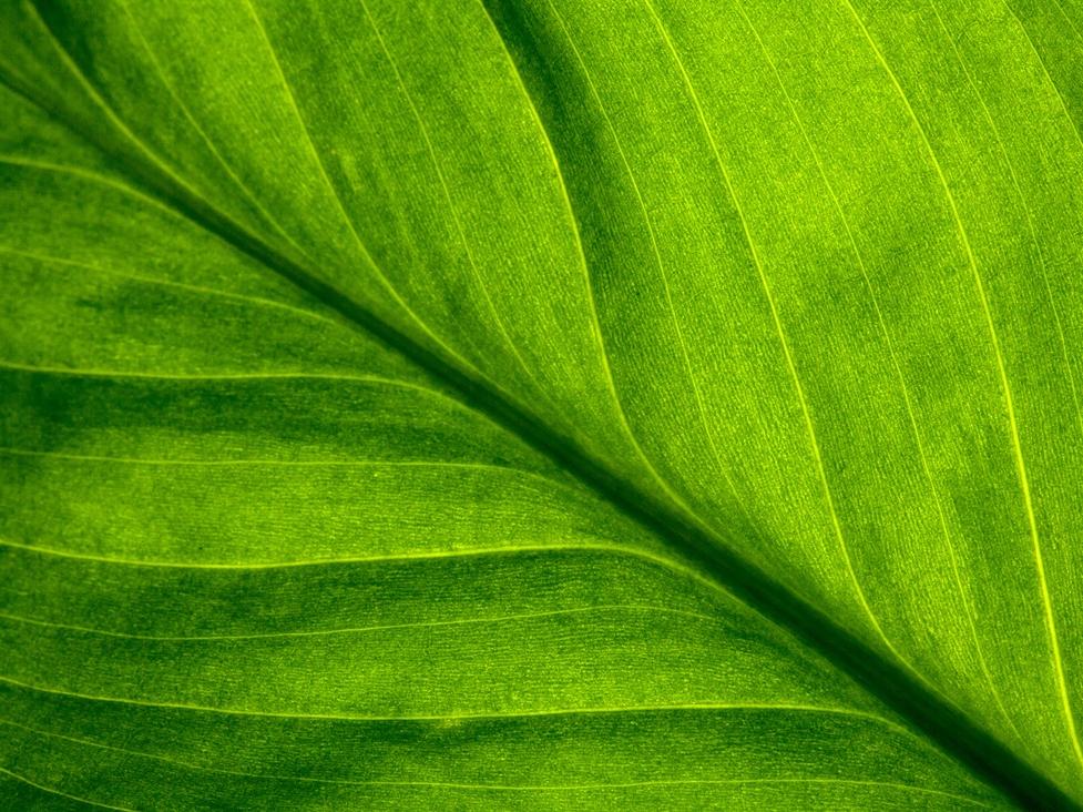 Pure, Natural Ayurvedic Self-Care