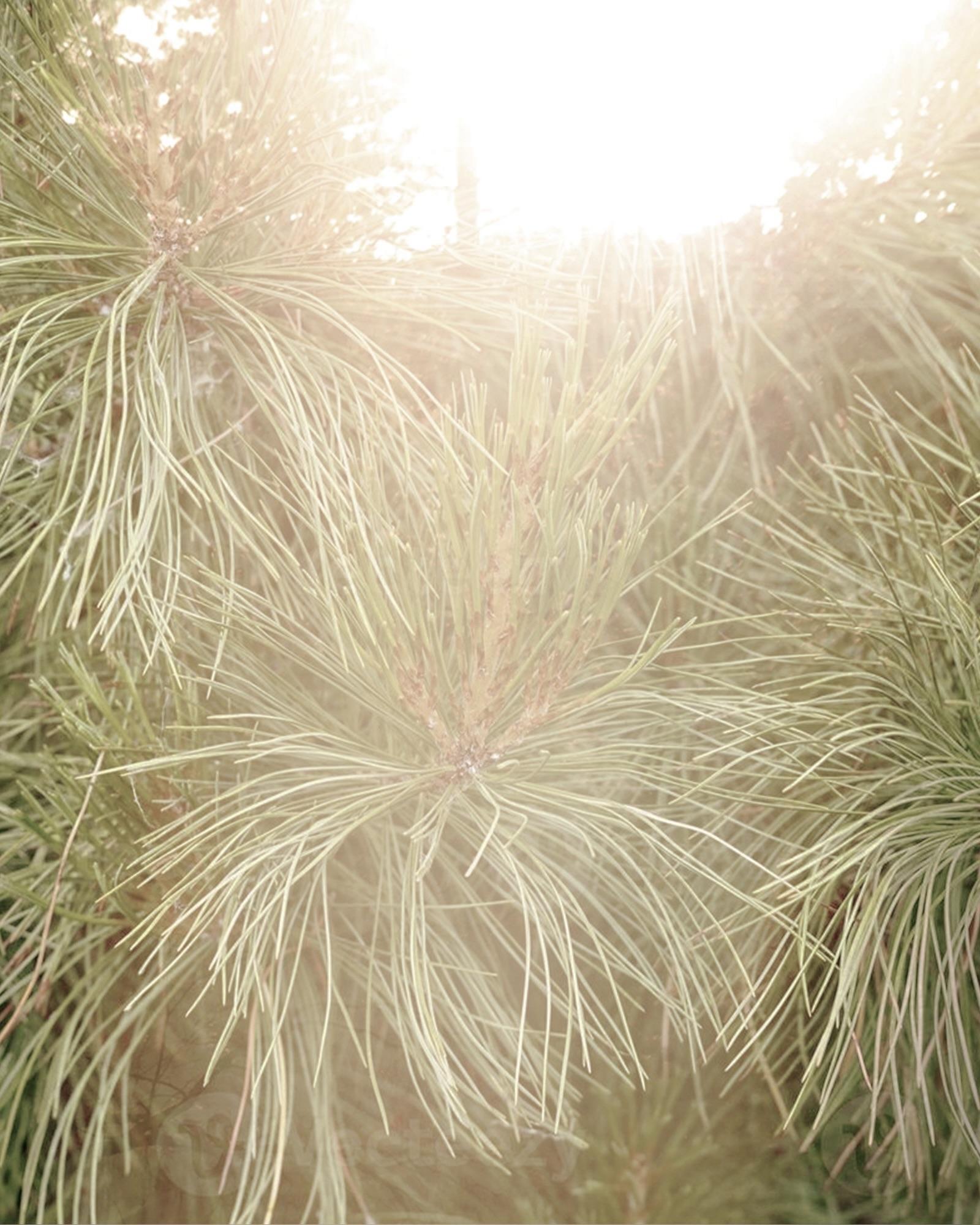 Siberian Pine Oil LMR