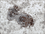 Terre de diatomée punaise de lit morte