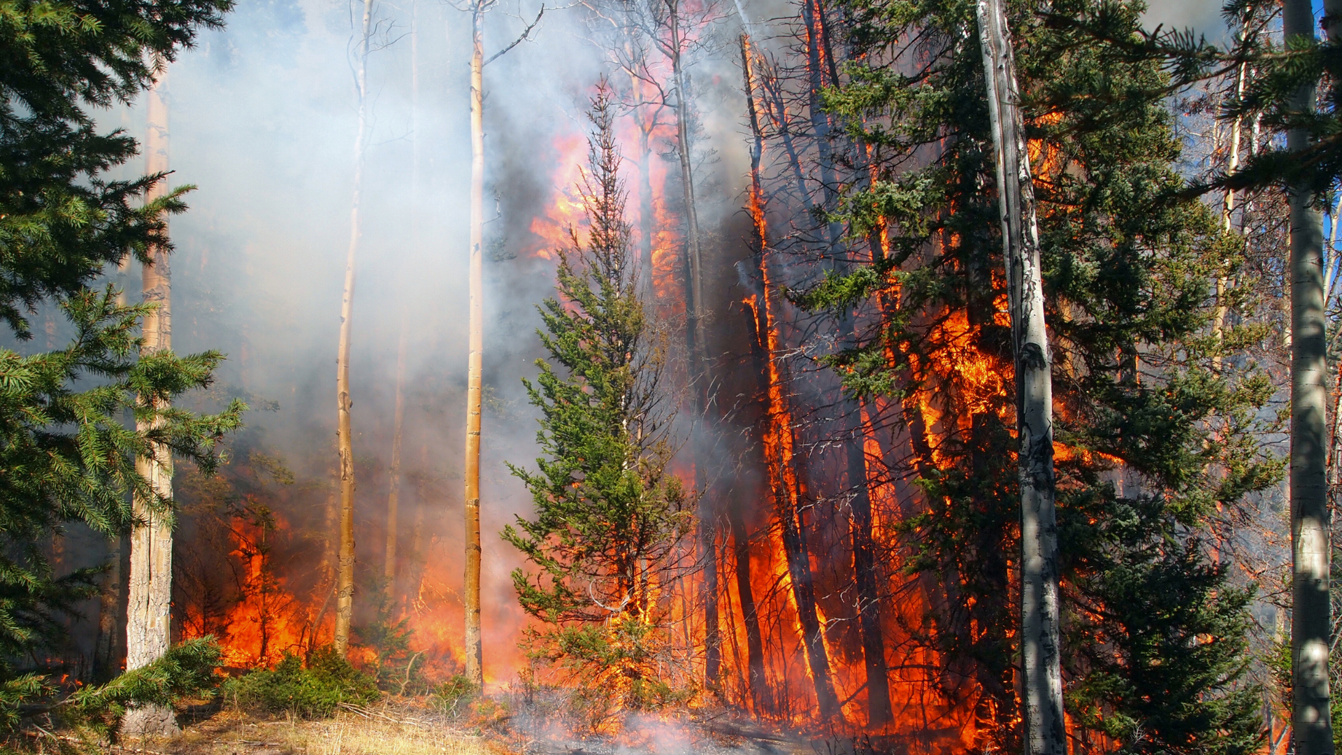 Surviving a Wildfire