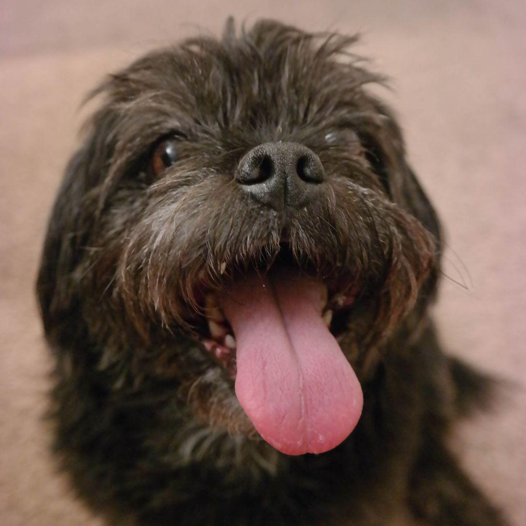 Close up of dog's tongue