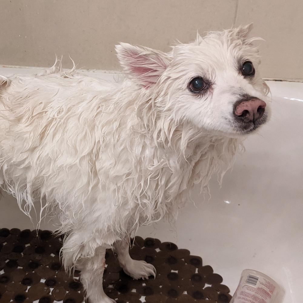 Wet white american eskimo dog