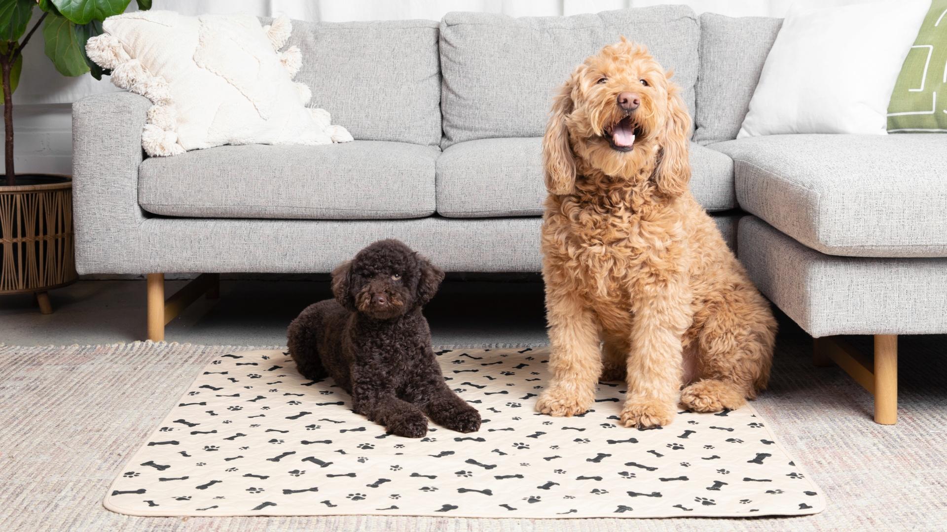Two curly-haired dogs, one large and golden, one small and brown, sit on a beige Potty Buddy pad before a gray sofa.