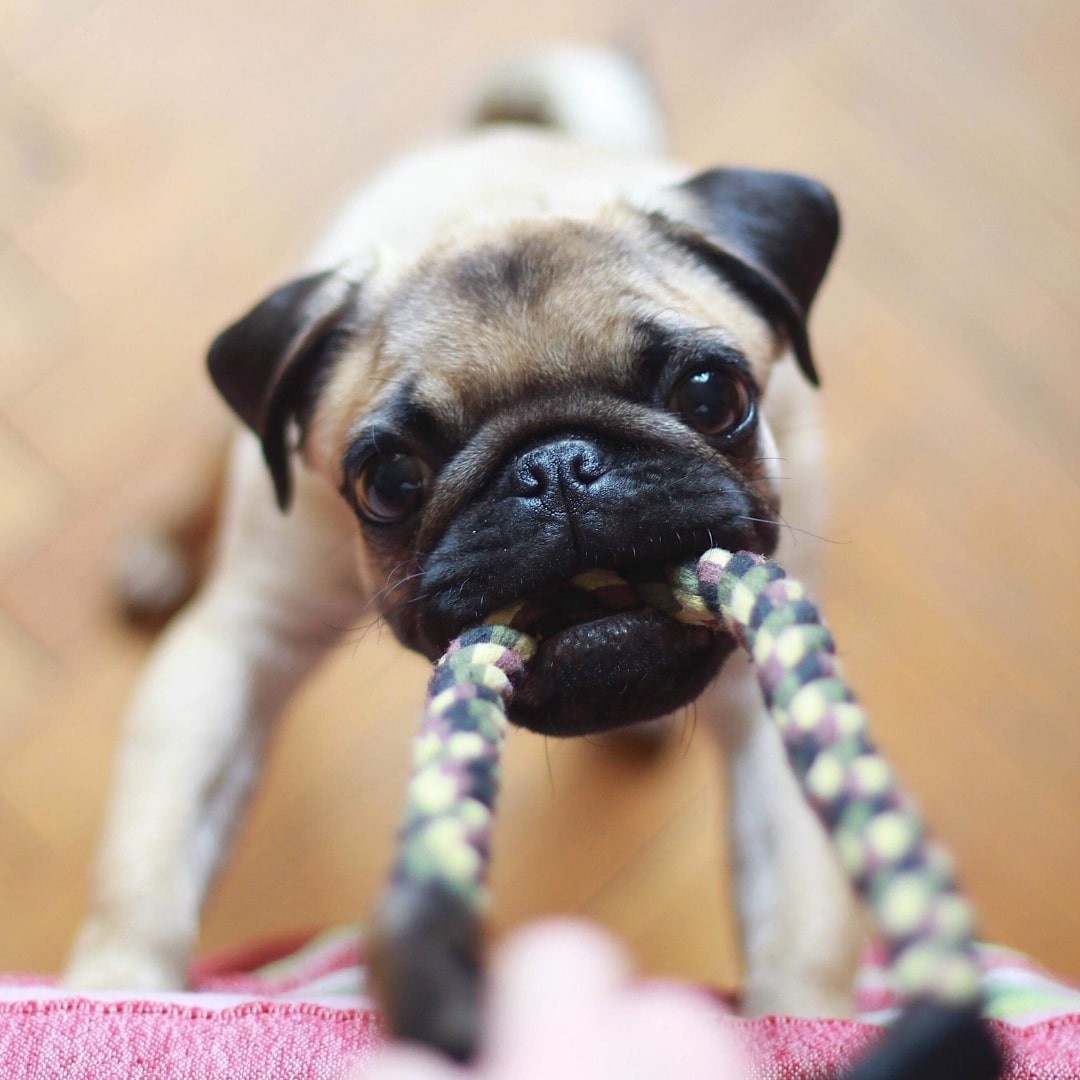 Close up of a dog biting a rope