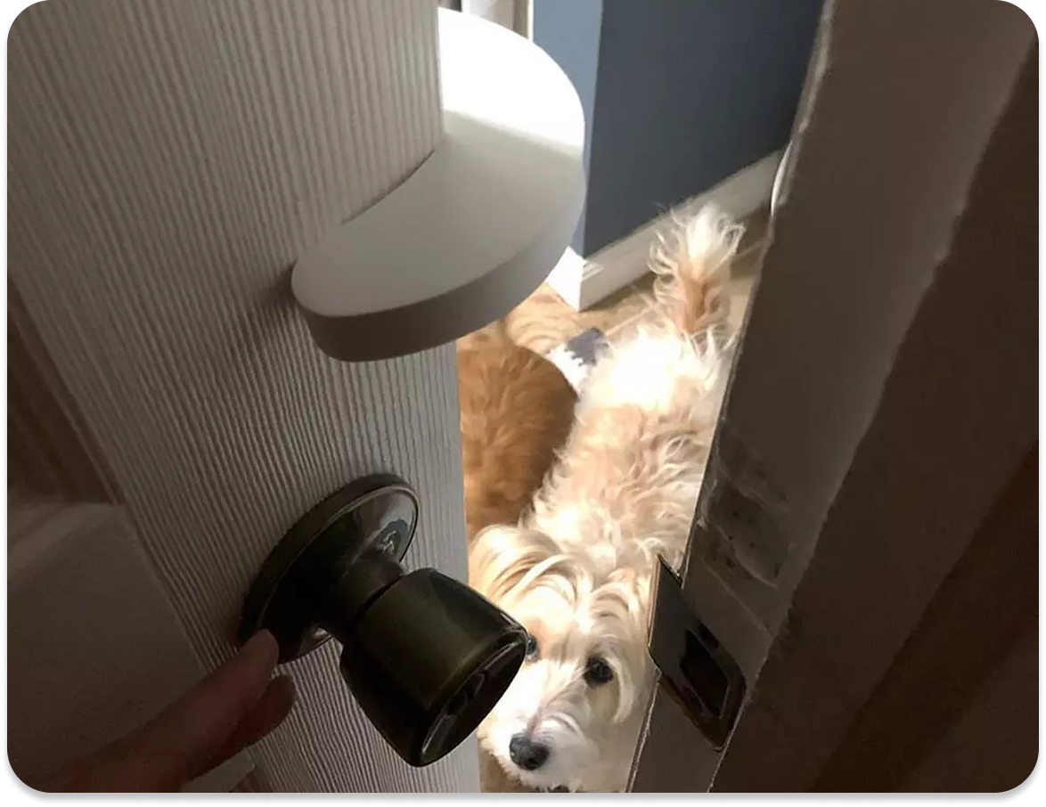 dog proofing the litter box and door stopper to keep door from closing