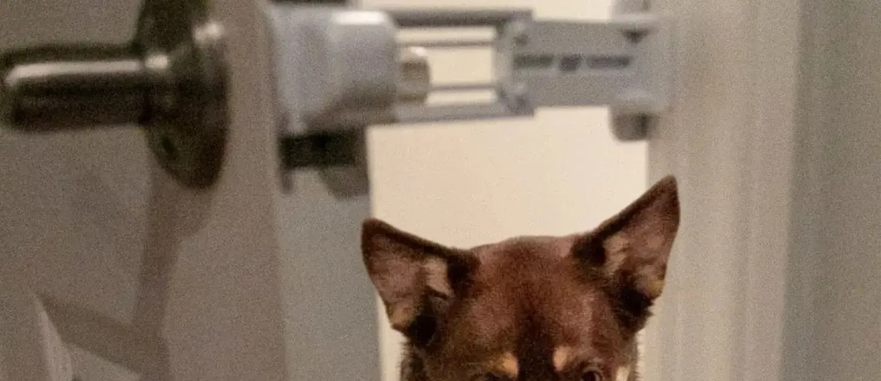 Curious dog looking through the gap of a door propped open with the Door Buddy Door Prop