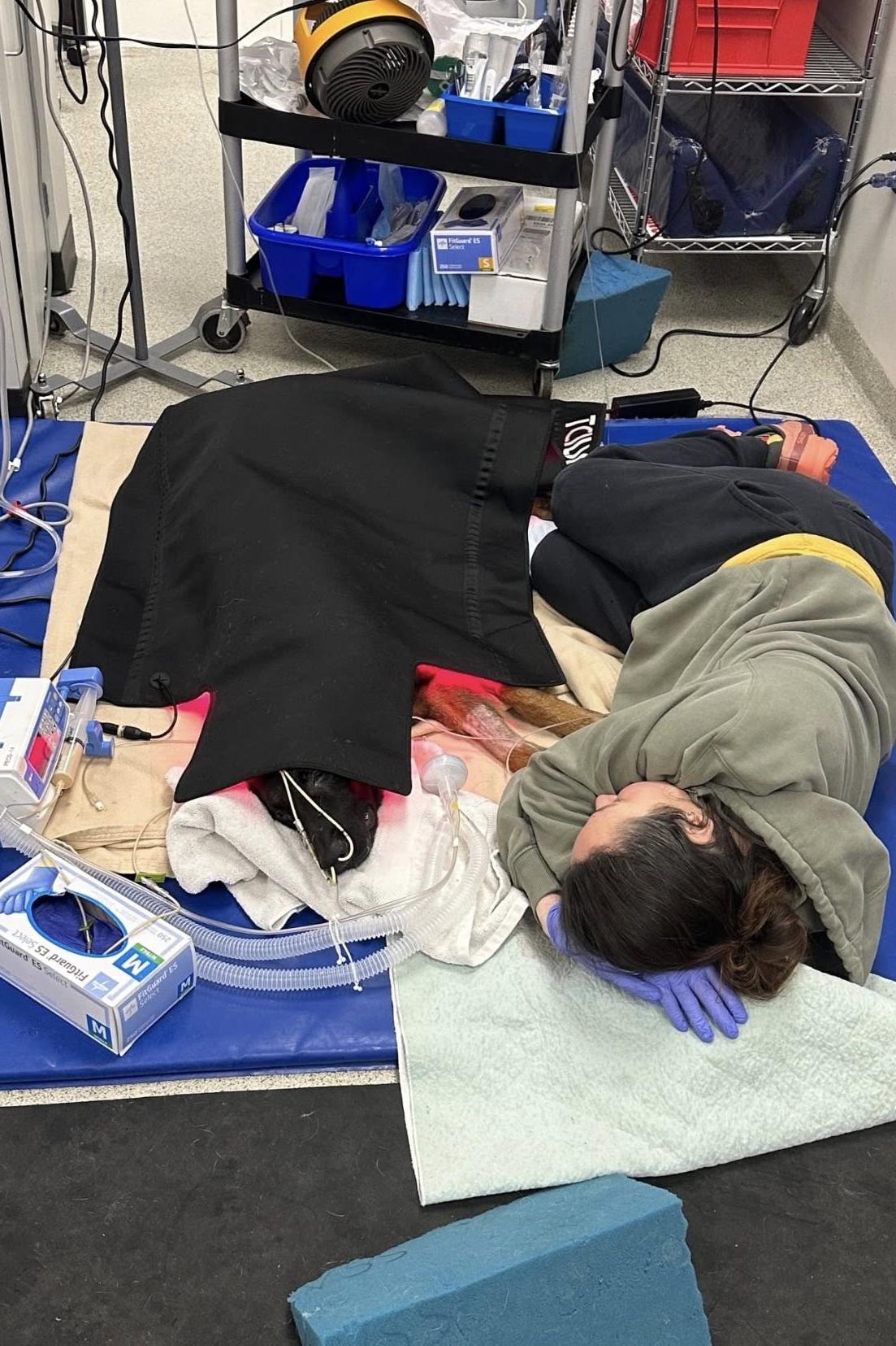 k9 jango with someone sleeping next to him