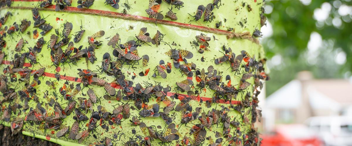Sticky Bands For Spotted Lanternflies...Do They Work? Spotted LanternFly