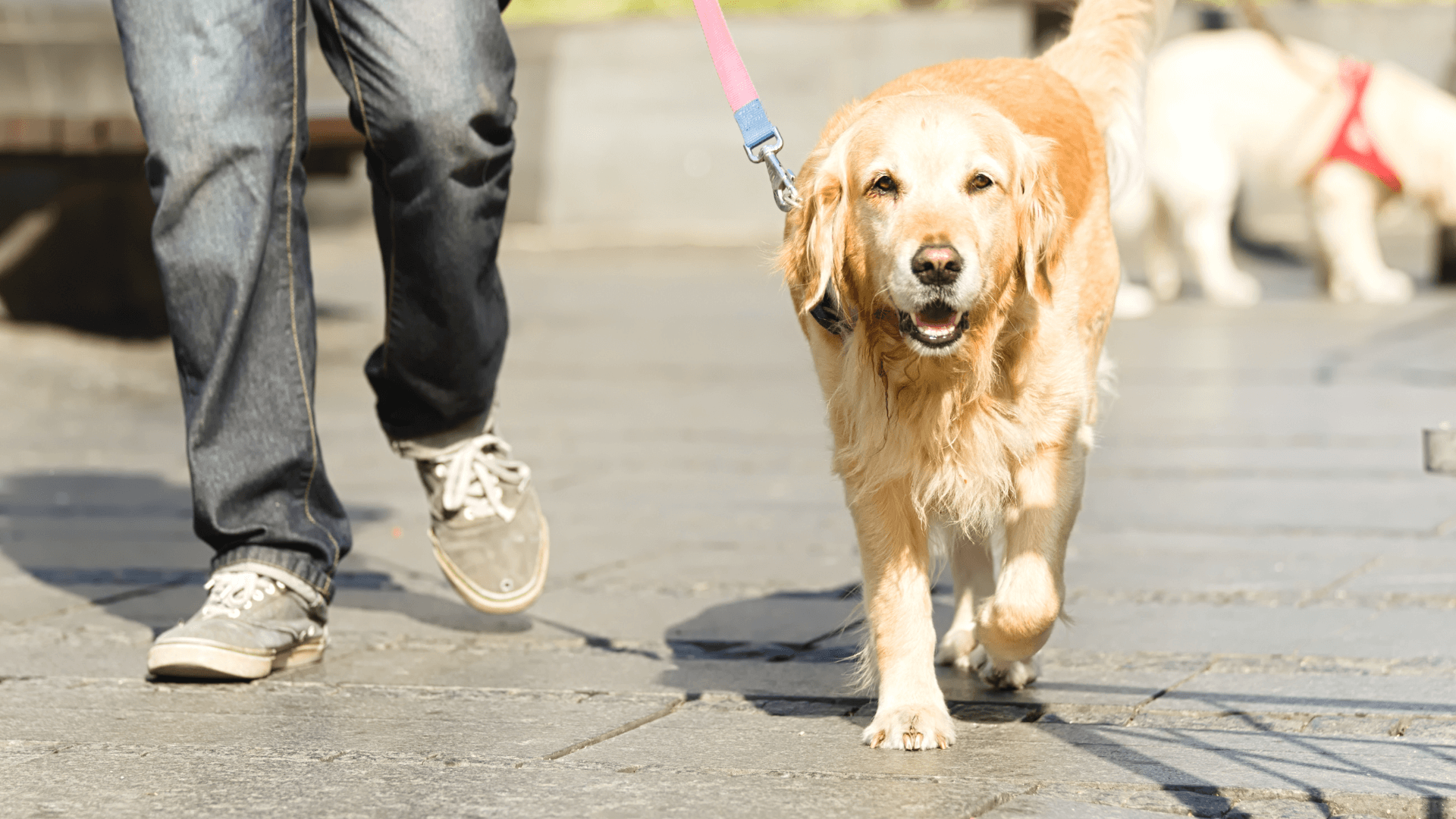 Door Buddy Blog - dog ticks