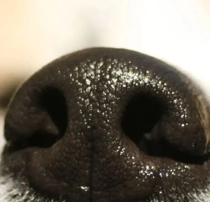 Close-up of a wet dog's nose, showcasing its texture and moisture.