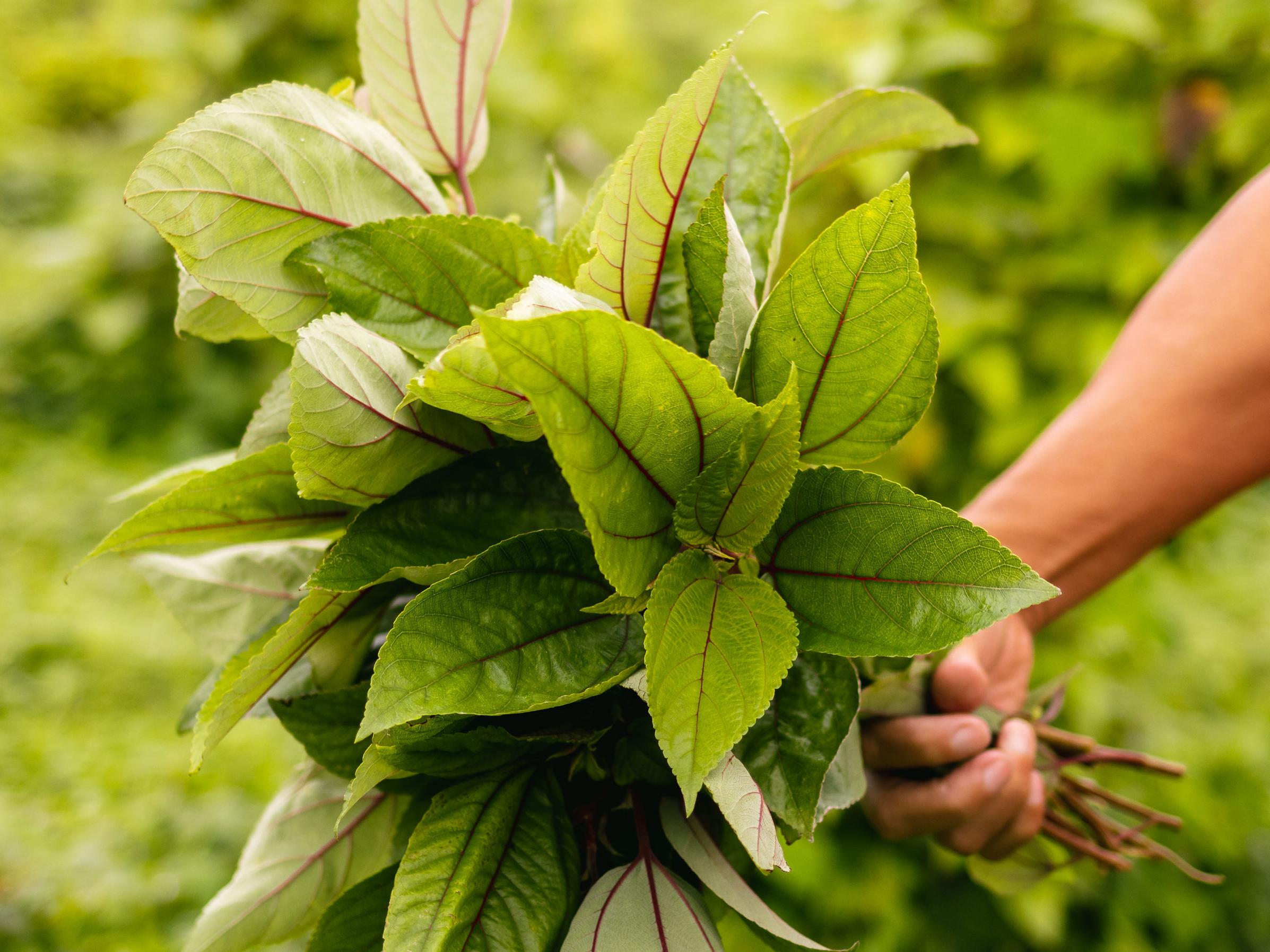 Mamaki: Hawaiian Super Plant