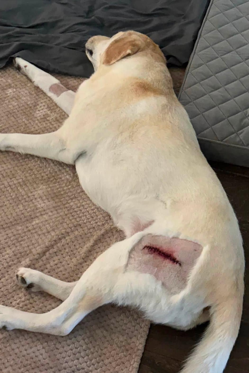 k9 lady with her surgery scar