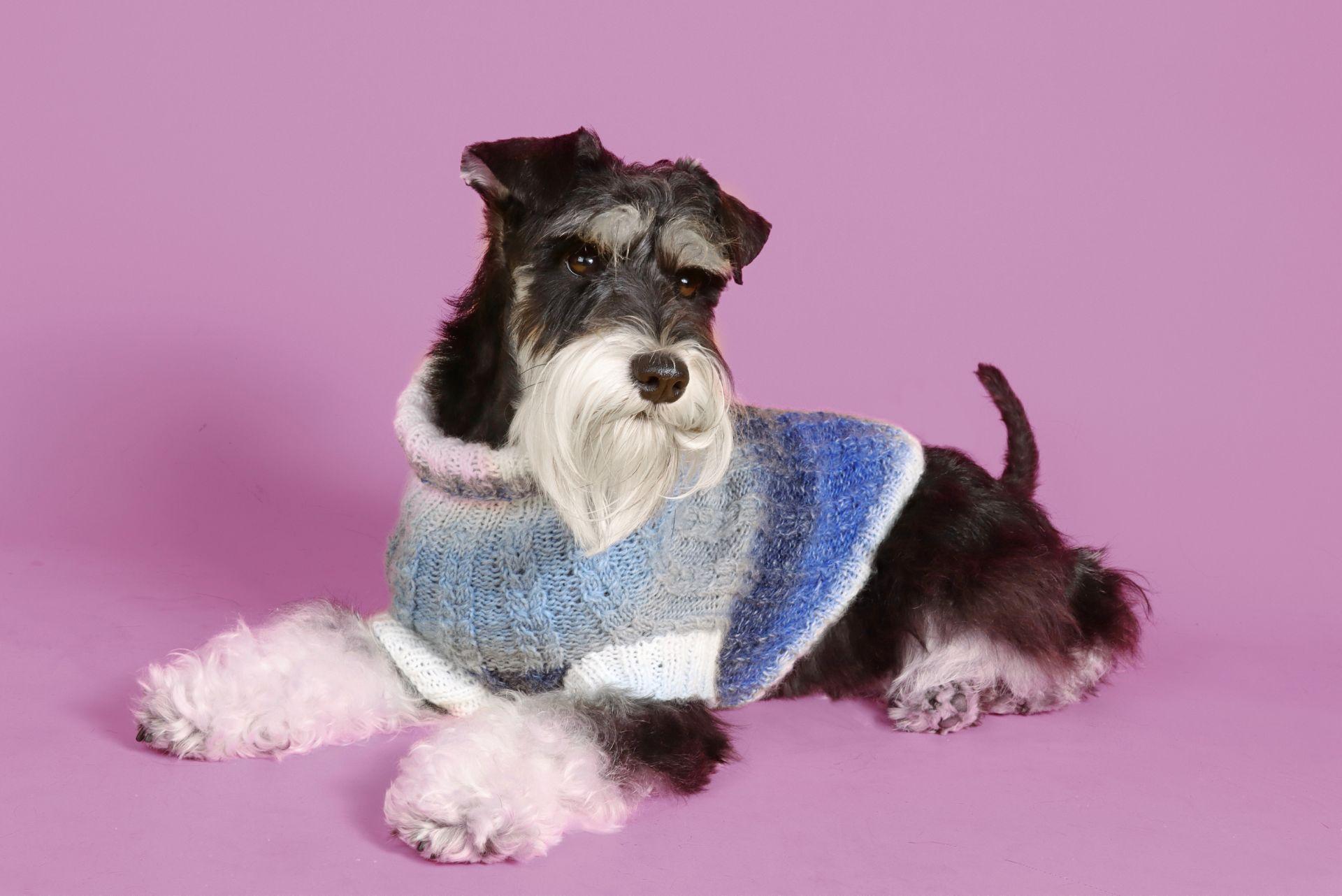 Miniature Schnauzer in winter