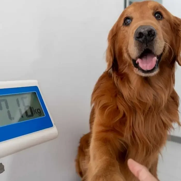 A dog on a weighing scale