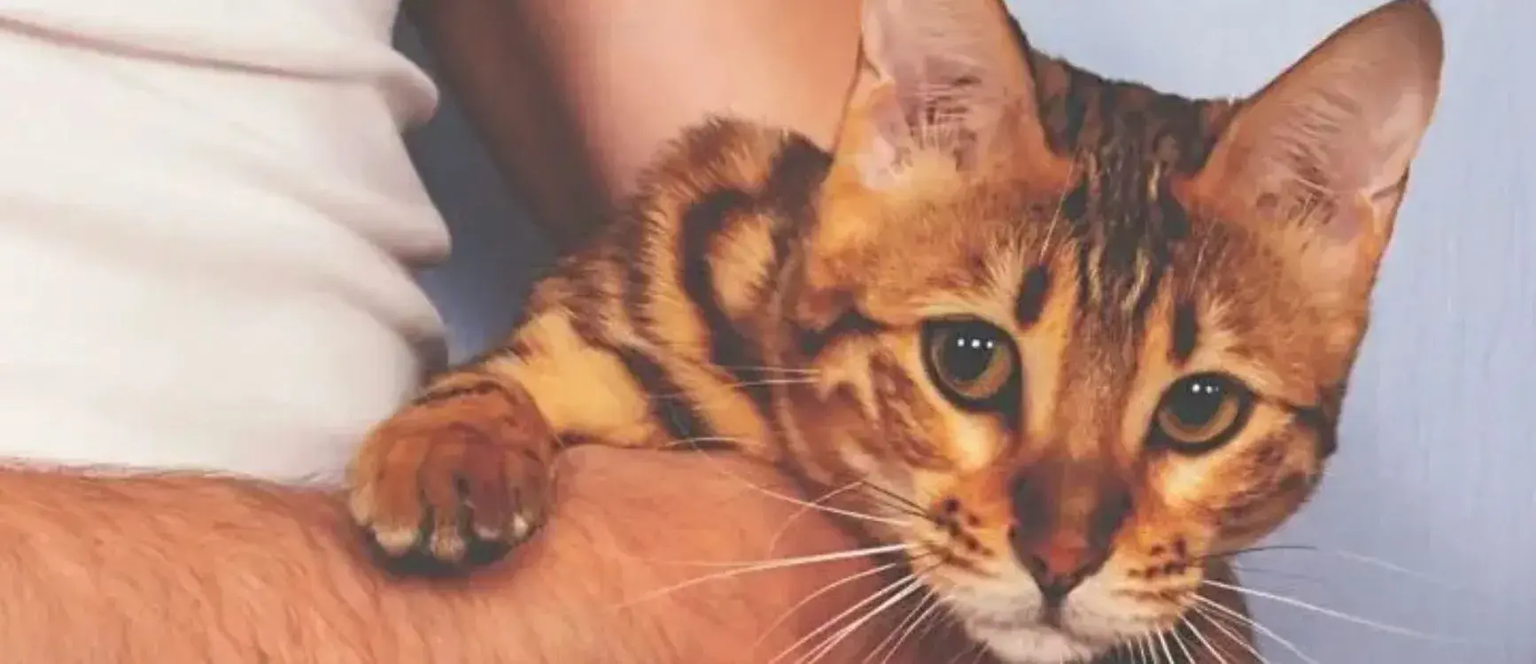cat comfortably sits on a person's arm, highlighting the bond between humans and pets.