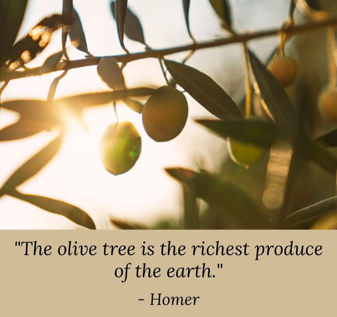 Olive Fruit Extract A Rich Natural Skincare Ingredient