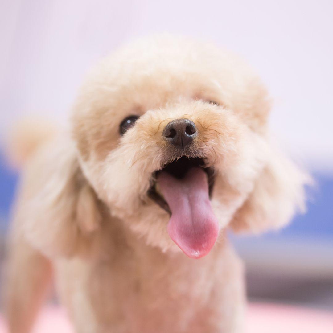 Close up of panting Toy Poodle