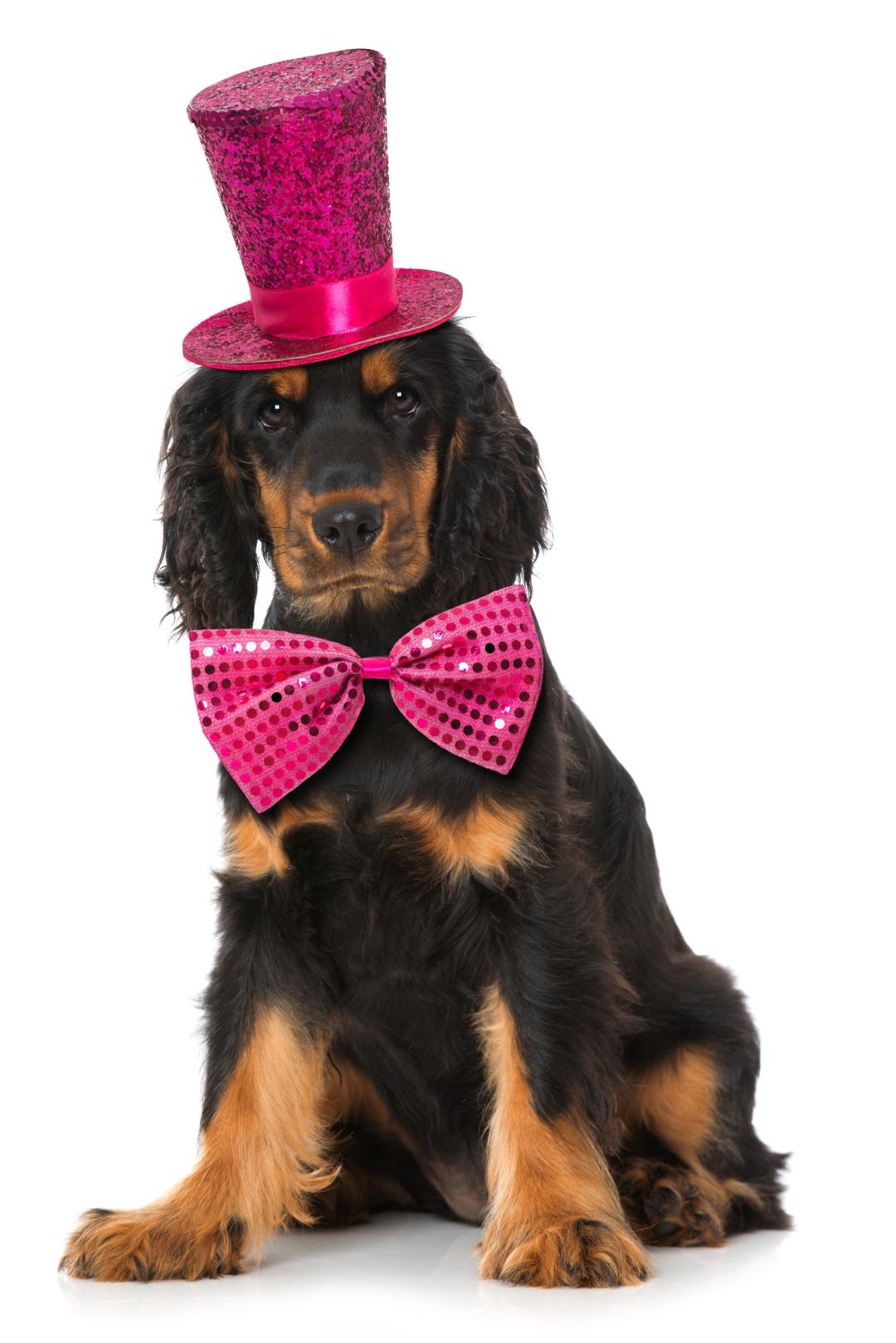 Puppy with hat and tie