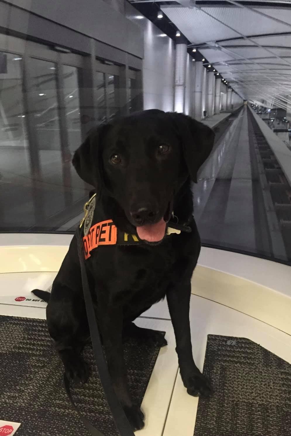 k9 houdini