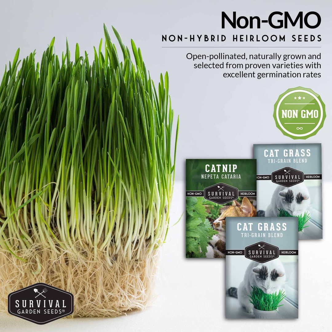 Non-GMO non-hybrid heirloom Catnip and Cat Grass seed for your pet