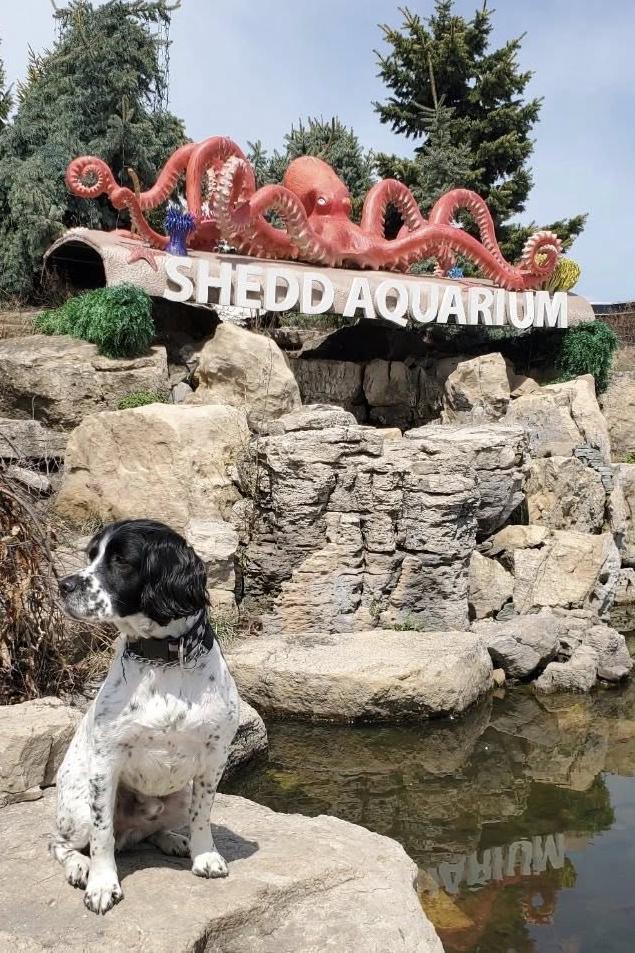 k9 buster at the shedd aquarium