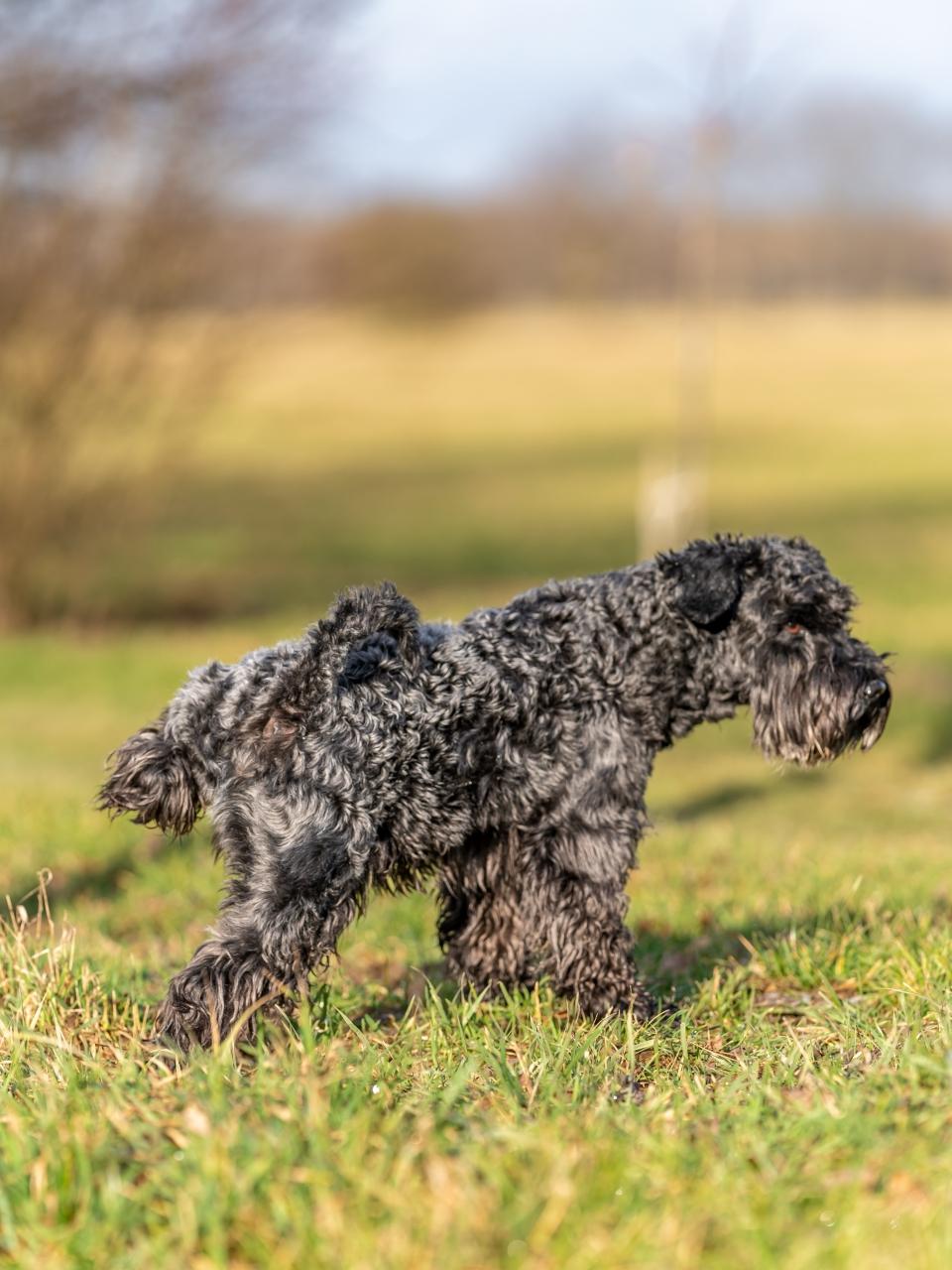A peeing dog on a green meadow