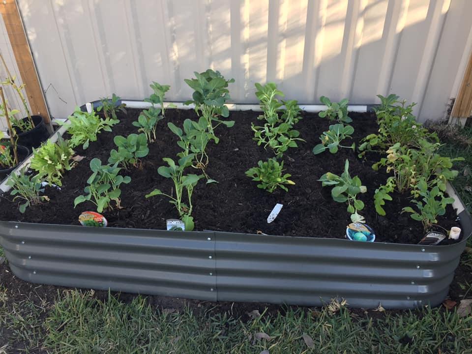 Raised garden bed planted with young leafy vegetable seedlings in neat rows.