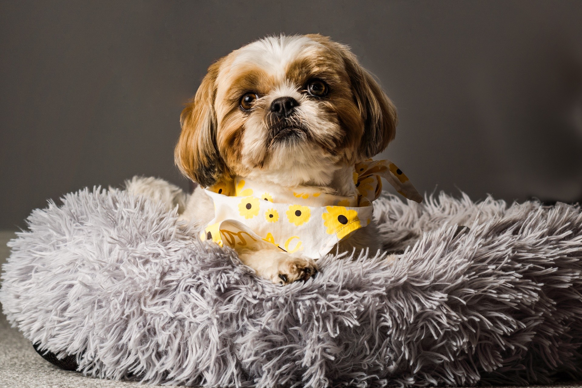 pet shih tzu in dog bed looking cute and fluffy with flower collar neckerchief bandana