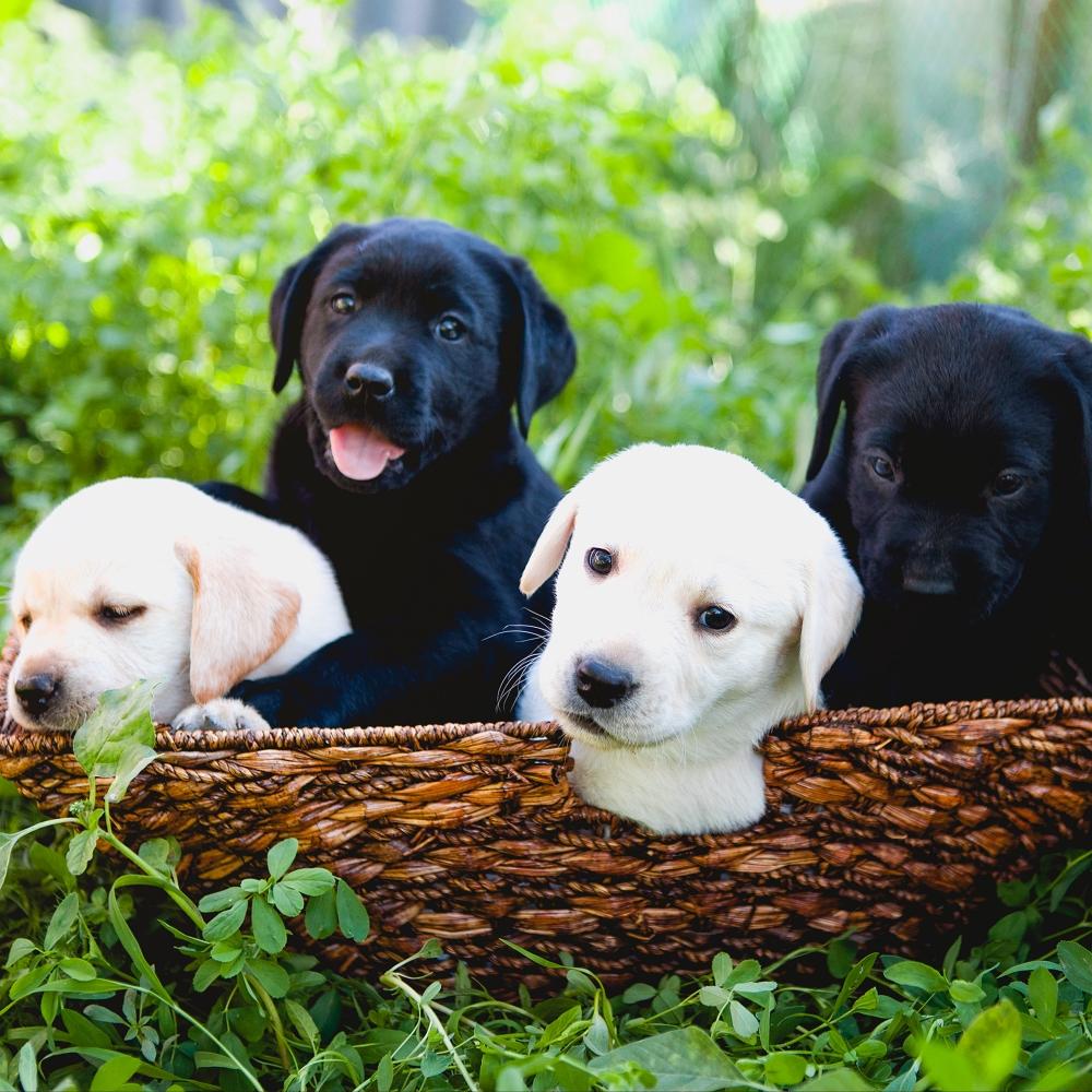 Cute little black and white small dogs in the basket on green grass in sunny summer day
