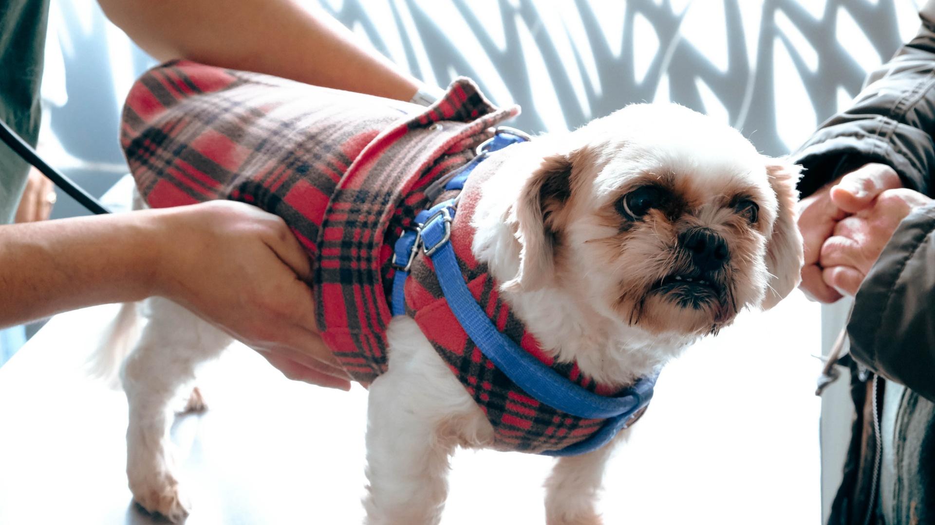 cute sick dog waiting for the vet