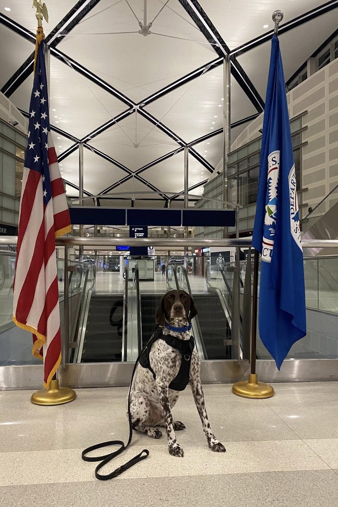 k9 spot with flags