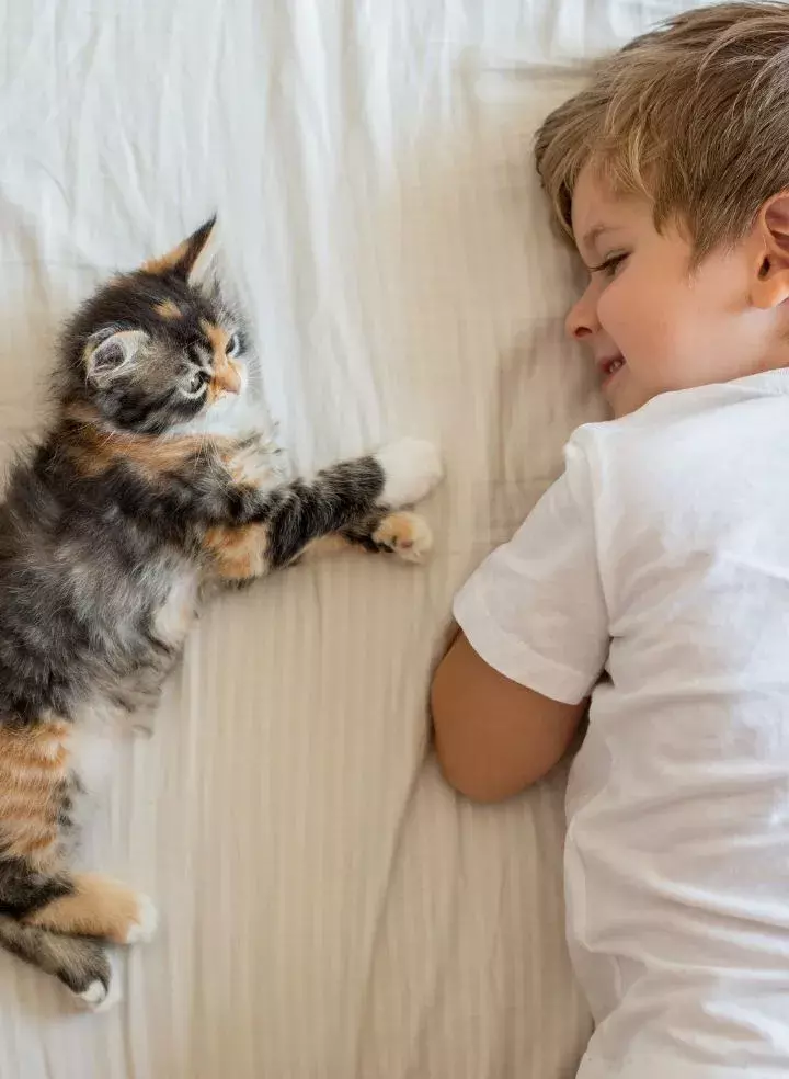 toxoplasmosis in cats