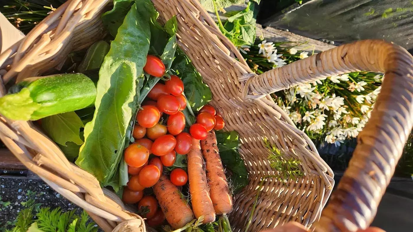 alt="Wicker basket filled with freshly harvested vegetables, including carrots, cherry tomatoes, lettuce, and zucchini."