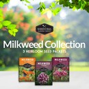Milkweed seed collection - 3 varieties of heirloom milkweed seeds
