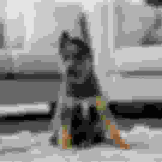 My Dog Pees Next to the Pee Pad Instead of On the Pad! What To Do