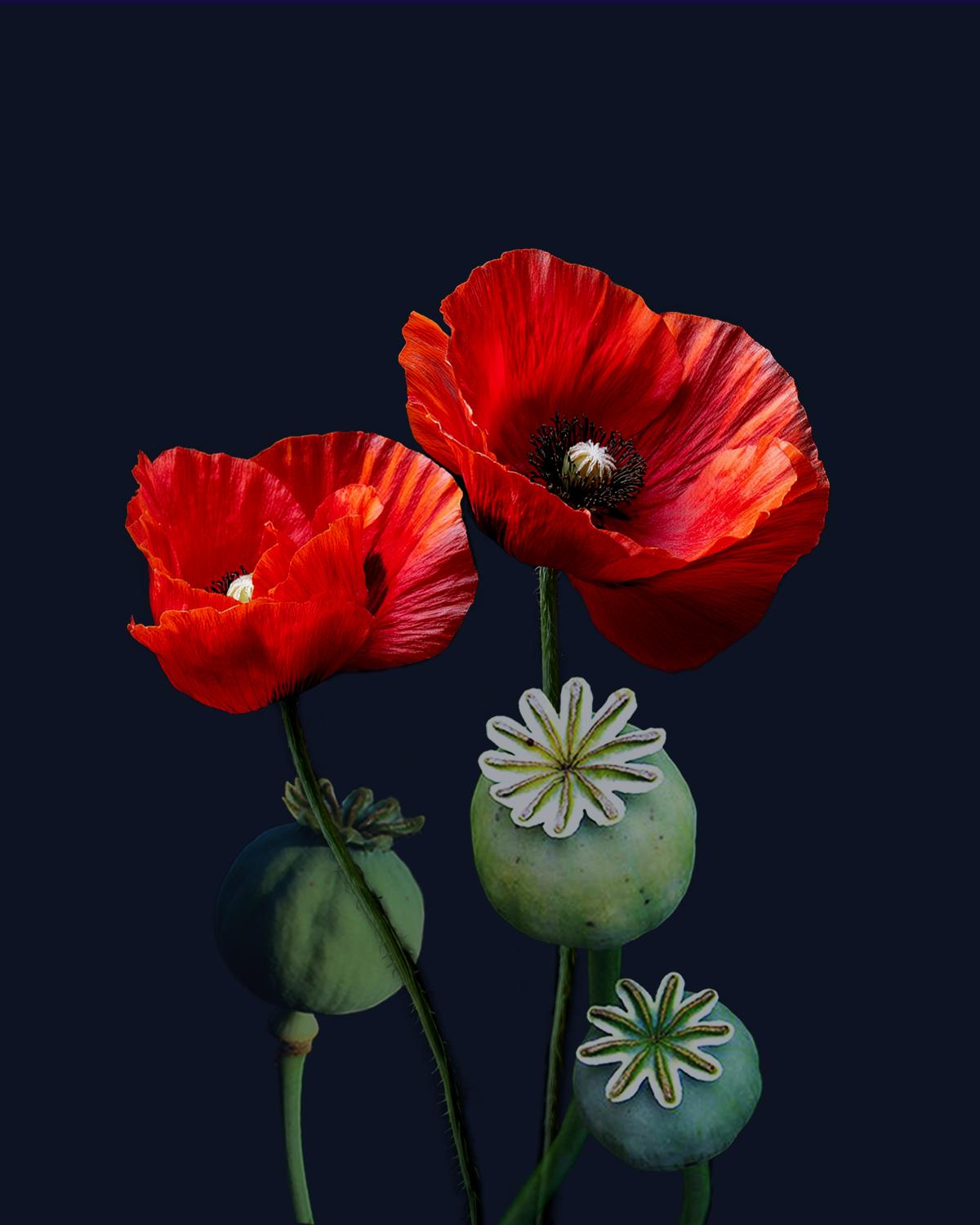 Poppy Soma poppies and pods