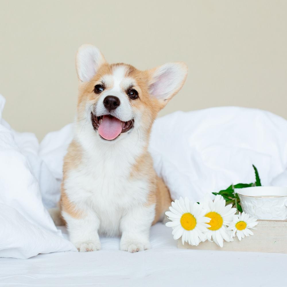 Cute Welsh corgi puppy sitting on the bed with a tray breakfast cup of tea, good morning pet