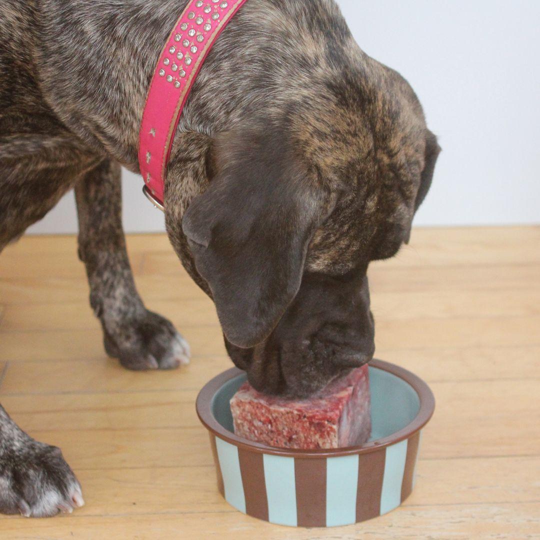 Dog eating BARF food