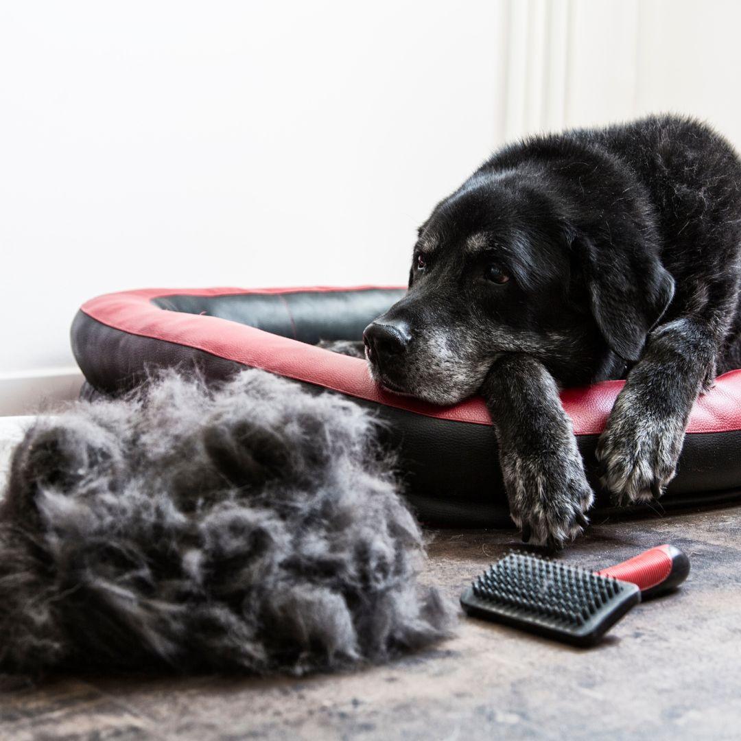 Dog lying down next to huge pile of shedded dog fur